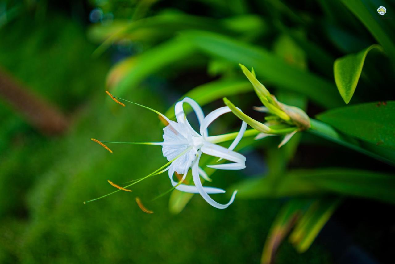 Eden Garden Villa Alibag Bagian luar foto